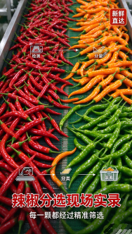 Fresh Chili Sorting