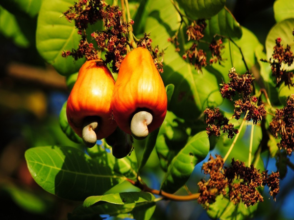 Cashew Nut Color Sorting Solution