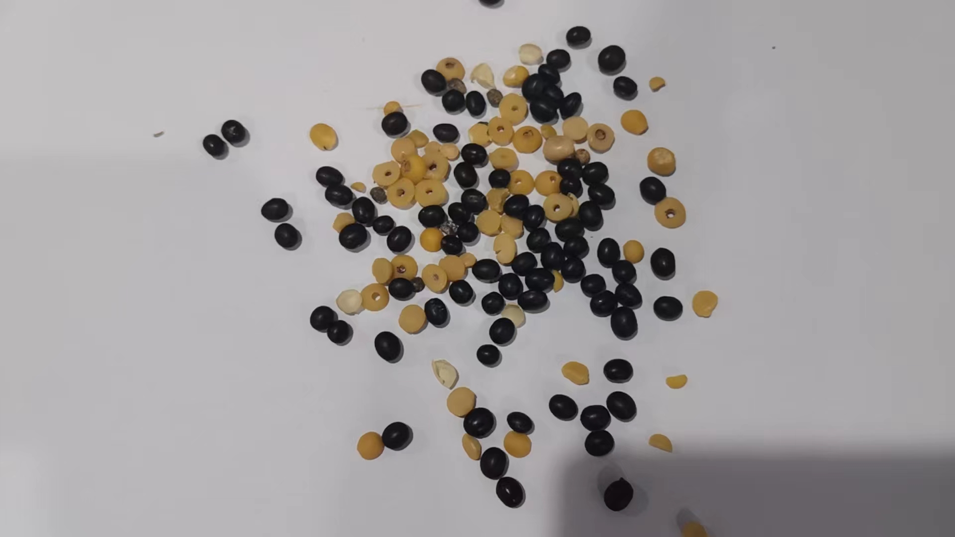 2023.9.25 On line demo show for deskinned lentils